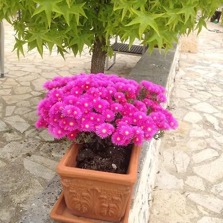Dimore 3 Carlini * Alberobello